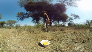 Virry VR: Wild Encounters