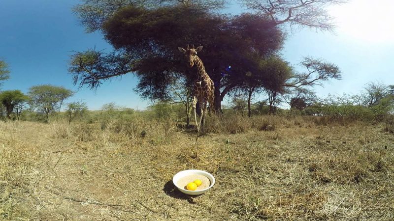 Virry VR: Wild Encounters