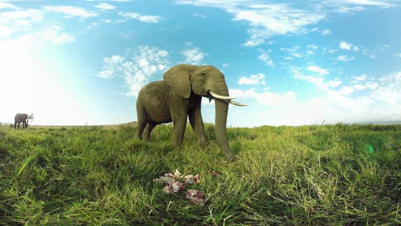 Virry VR: Wild Encounters