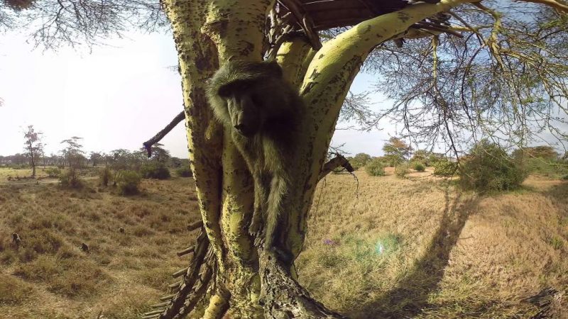 Virry VR: Wild Encounters